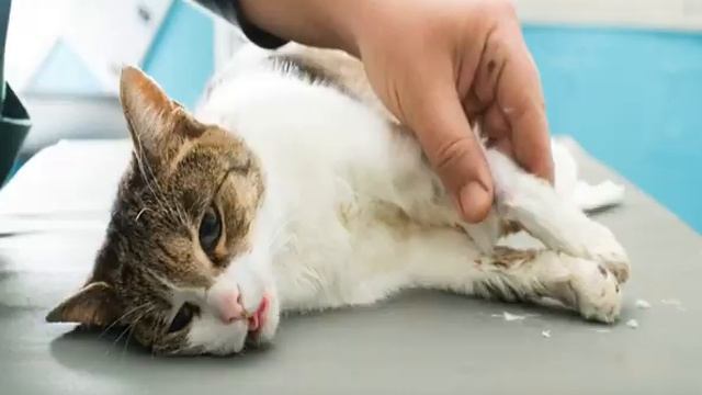 Вазелиновое масло для кошек: применение при запорах смотреть онлайн