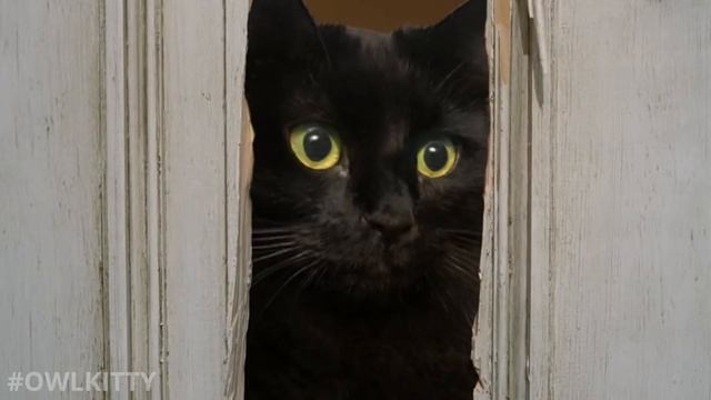 The Shining + My Cat (HD)