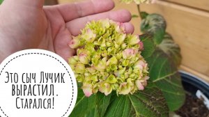 Метельчатые и крупнолистные гортензии. Как пережили неровную зиму и подленькую весну. Обзор растений
