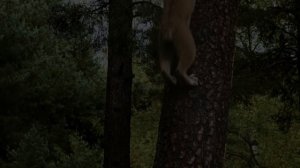 Рысь против снежного барса. Кто сильней