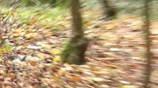 Southern Hunter Series round one, at Buxted HFT club смотреть онлайн