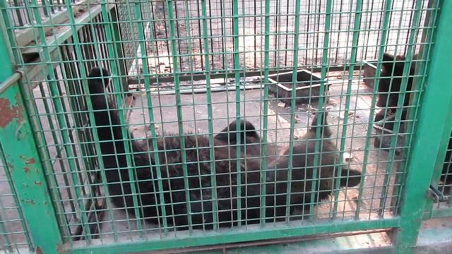 Умка, Даша и Маша смотреть онлайн