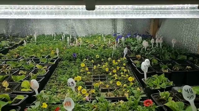 Обзор теплиц. Халявщики на работе! Подготовка к отправкам посылок с цветами. Весны хочется... смотреть онлайн