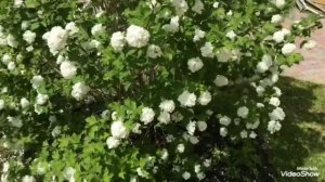 Как размножить Калину Бульденеж? Королева Сада.