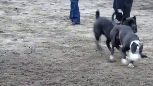 dangerous dogs Cane Corso and Staf))) Опасные собаки кане корсо и стаф)) смотреть онлайн