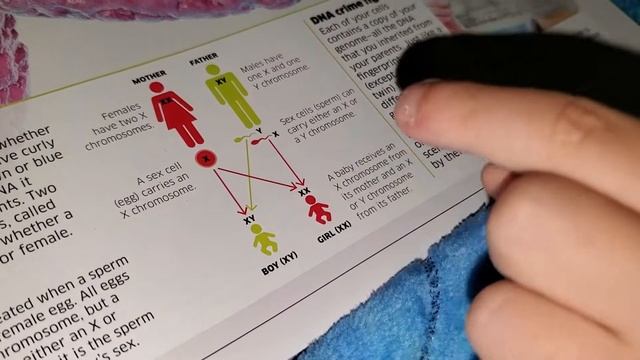 David explains XY chromosomes!!! Давид обсуждает XY хромосомы!!! смотреть онлайн