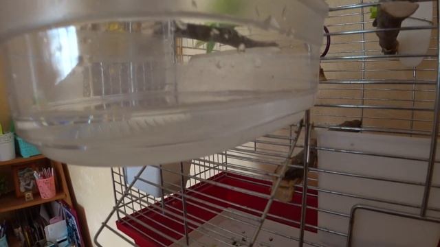 УХОД за ВОЛНИСТЫМ ПОПУГАЕМ ▶️ КУПАЛКА для ПОПУГАЯ ТОШИ ▶️ МИЛЫЙ и ЗАБАВНЫЙ ПОПУГАЙ КУПАЕТСЯ смотреть онлайн