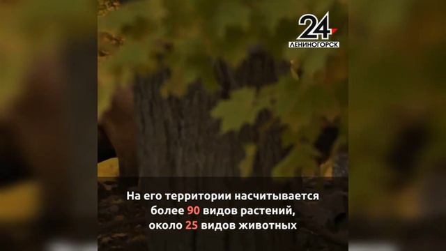 Заказник «Степной» – краснокнижное богатство Лениногорского района смотреть онлайн