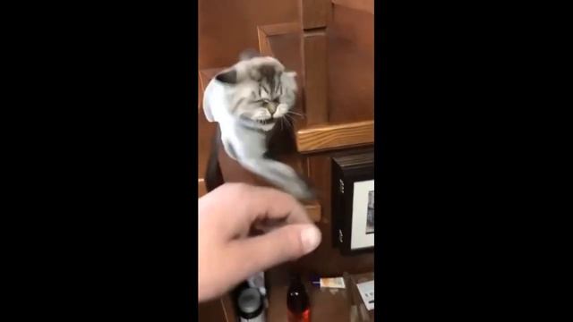 😺 FUNNY CATS #12 | Приколы с котами 2022 😺 смотреть онлайн