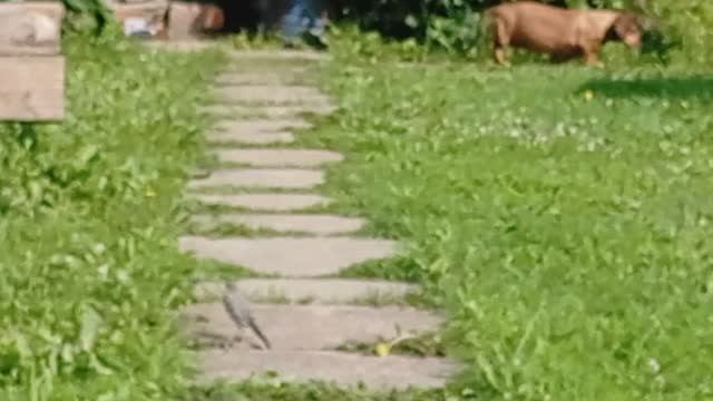 Птичка и немного Маньки. (2021.08.01_09:03:52)