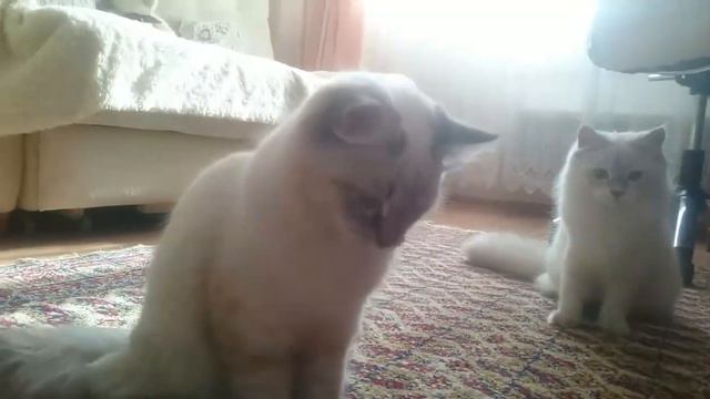 Кошки играют #котики смотреть онлайн