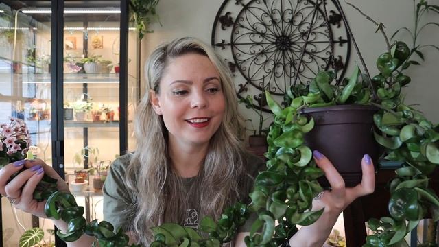 Hoya Carnosa Compacta // Care Propagation And Blooms