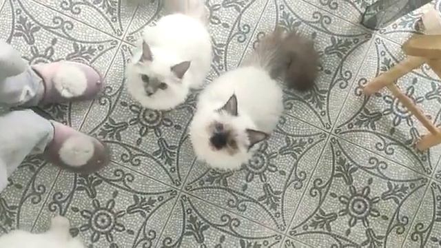 Священная бирма просит кушать, питомник кошек смотреть онлайн