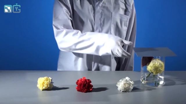 Цветы меняют цвет химические опыты 1080p смотреть онлайн