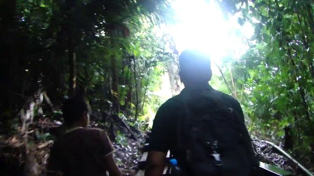 Pokok meranti смотреть онлайн