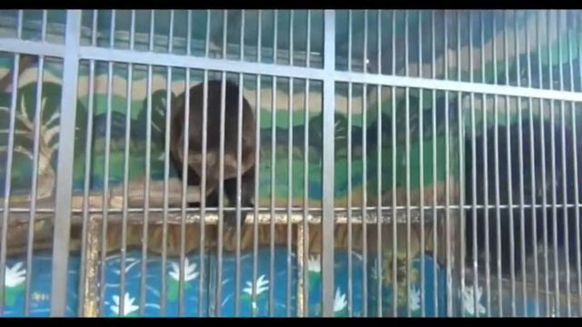 ПЯТИГОРСКИЙ ЗООПАРК - 2014 В Комсомольске-на-Амуре смотреть онлайн