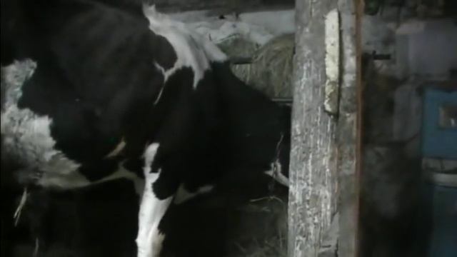 Купили корову, как подоить корову если она бьется смотреть онлайн