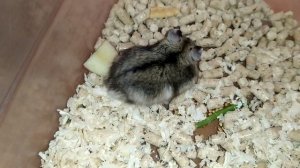 Как пищит Джунгарский хомяк