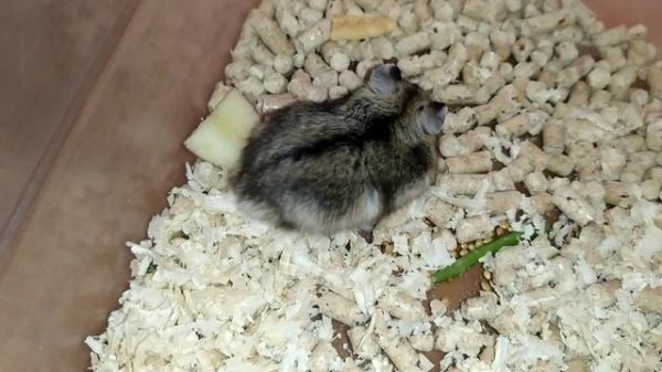 Как пищит Джунгарский хомяк