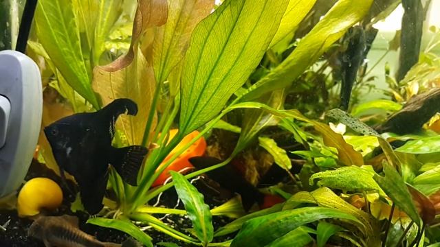 НОВЫЙ ВИД СКАЛЯРИЙ ЧТООООО??? смотреть онлайн