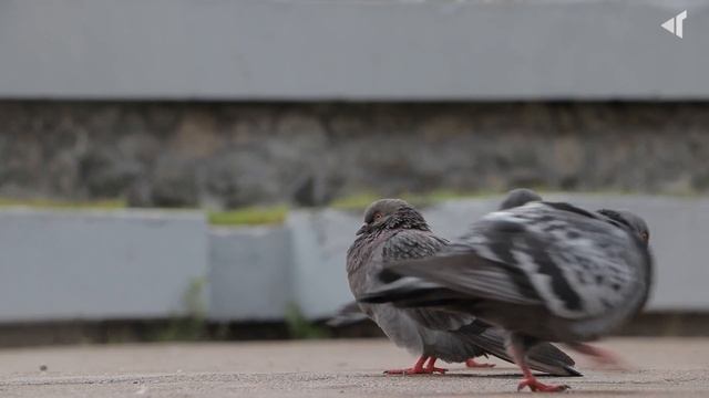 1407 БЛАГОУСТРОЙСТВО В НОРИЛЬСКЕ ГОРОД БУДУЩЕГО