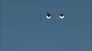 Николаевские голуби!  Полигон Геническа.