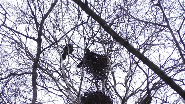 Грачи прилетели !