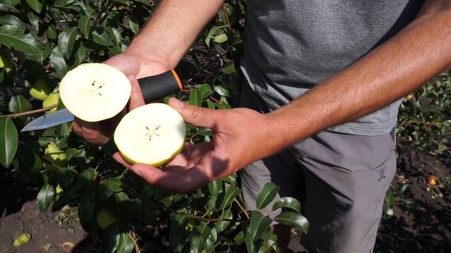 Сорт груши Августовская роса смотреть онлайн