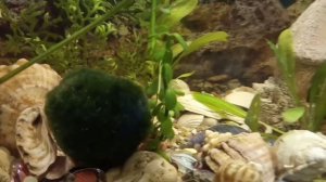 Акантофтальмус Кюля! Уход и содержание в аквариуме.