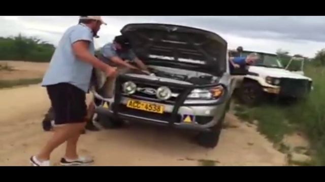 Zimbabwean man found 3 meters long African rock python in the car engine смотреть онлайн