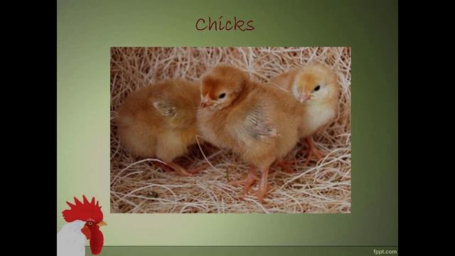 Things to Know about New Hampshire Red Chicken смотреть онлайн