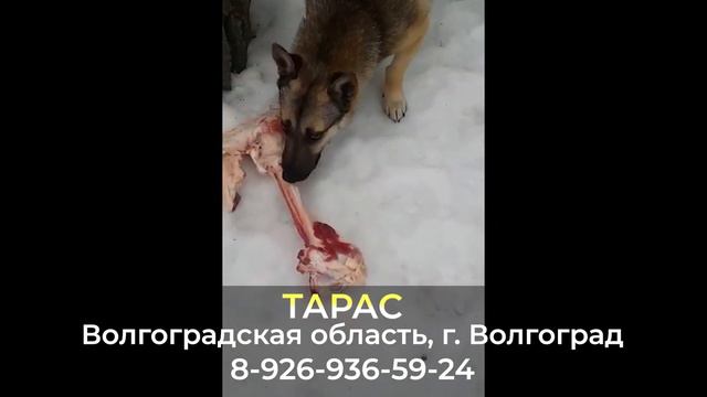 Пропала собака ! ТАРАС , Волгоградская область , г. Волгоград смотреть онлайн
