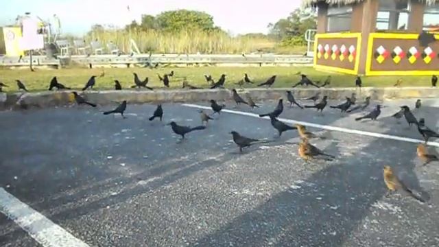 Everglades Самое известное болото в мире во Флориде. Крокодил часть 4 смотреть онлайн