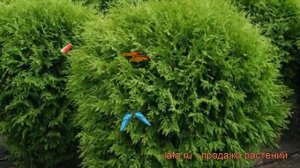 Туя западная Глобоза (thuja occidentalis globosa) ? Глобоза обзор: как сажать, саженцы туи Глобоза