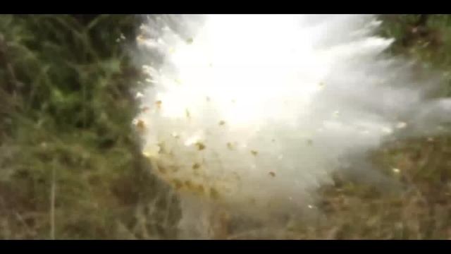 Quick scope a grape in half a second with an AR15! (Jerry Miculek) смотреть онлайн