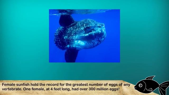 10 Facts about the Ocean Sunfish смотреть онлайн