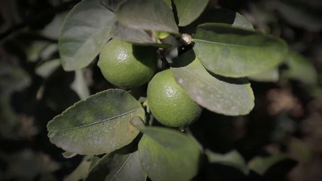 Paraninfo 84 -Producción de limón persa en San Martín de Hidalgo смотреть онлайн