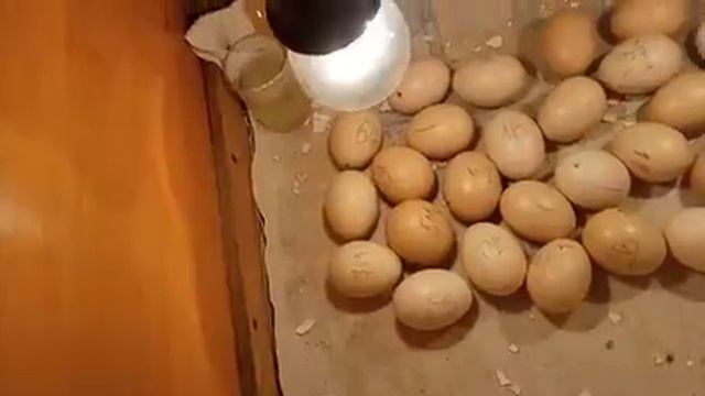 Вот так выводятся цыплята в деревянном ящике!!! А кто-то не верил...21 день инкубации куриных яиц смотреть онлайн