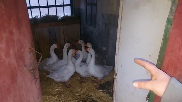 сформировал гусиную семью!!! сколько ГУСАКОВ сколько ГУСЫНЬ?? смотреть онлайн