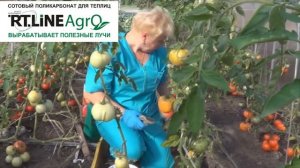 Выращивание индетерминантных сортов томата. Как приспускать главный стебель томатов.