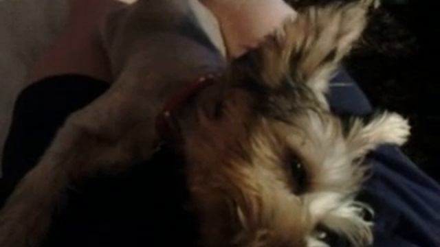 Йоркшерский терьер видит сон смотреть онлайн