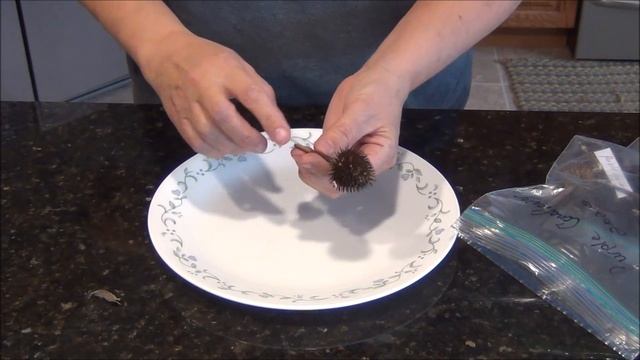 Collecting Saving Echinacea Purple Coneflower Seeds / What do they look Like? смотреть онлайн