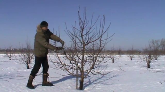 Обрезка деревьев яблони смотреть онлайн
