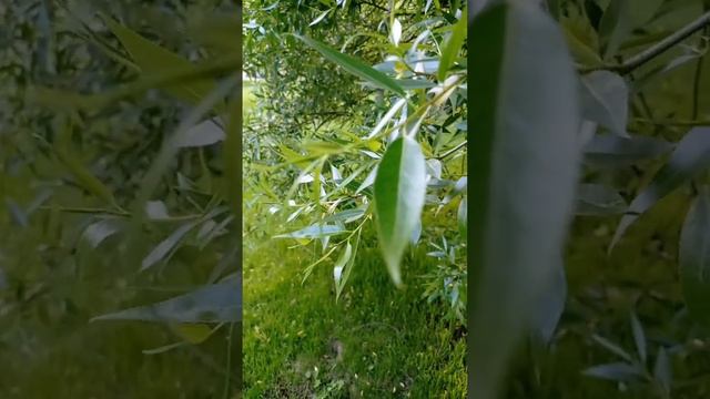 Недопонимание.Техника . Восстановление гармонии . смотреть онлайн