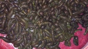 Кормление пиявки.Биофабрика Пиявки