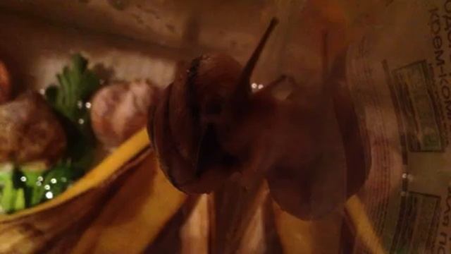 Улитка дерби - специально для National Geographic смотреть онлайн