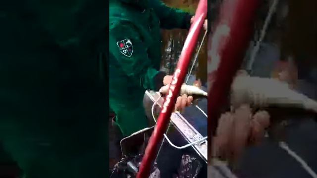 вот так надо ловить рыбу !!!! смотреть онлайн