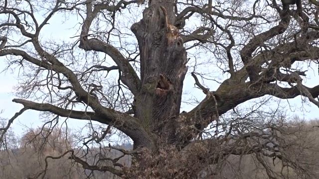 dub letní (Quercus robur L.) v Újezdu u Chocně смотреть онлайн