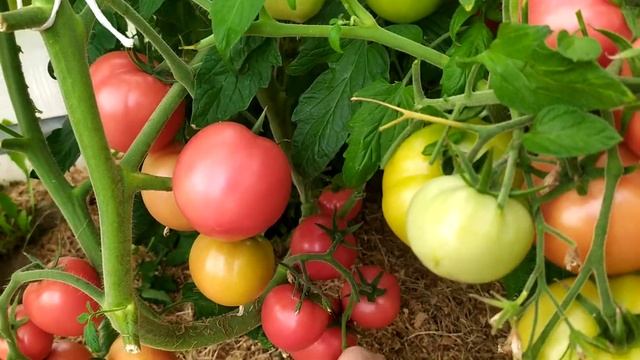 Томат Лимеренс!!! обязателен к посеву смотреть онлайн