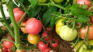 Томат Лимеренс!!! обязателен к посеву